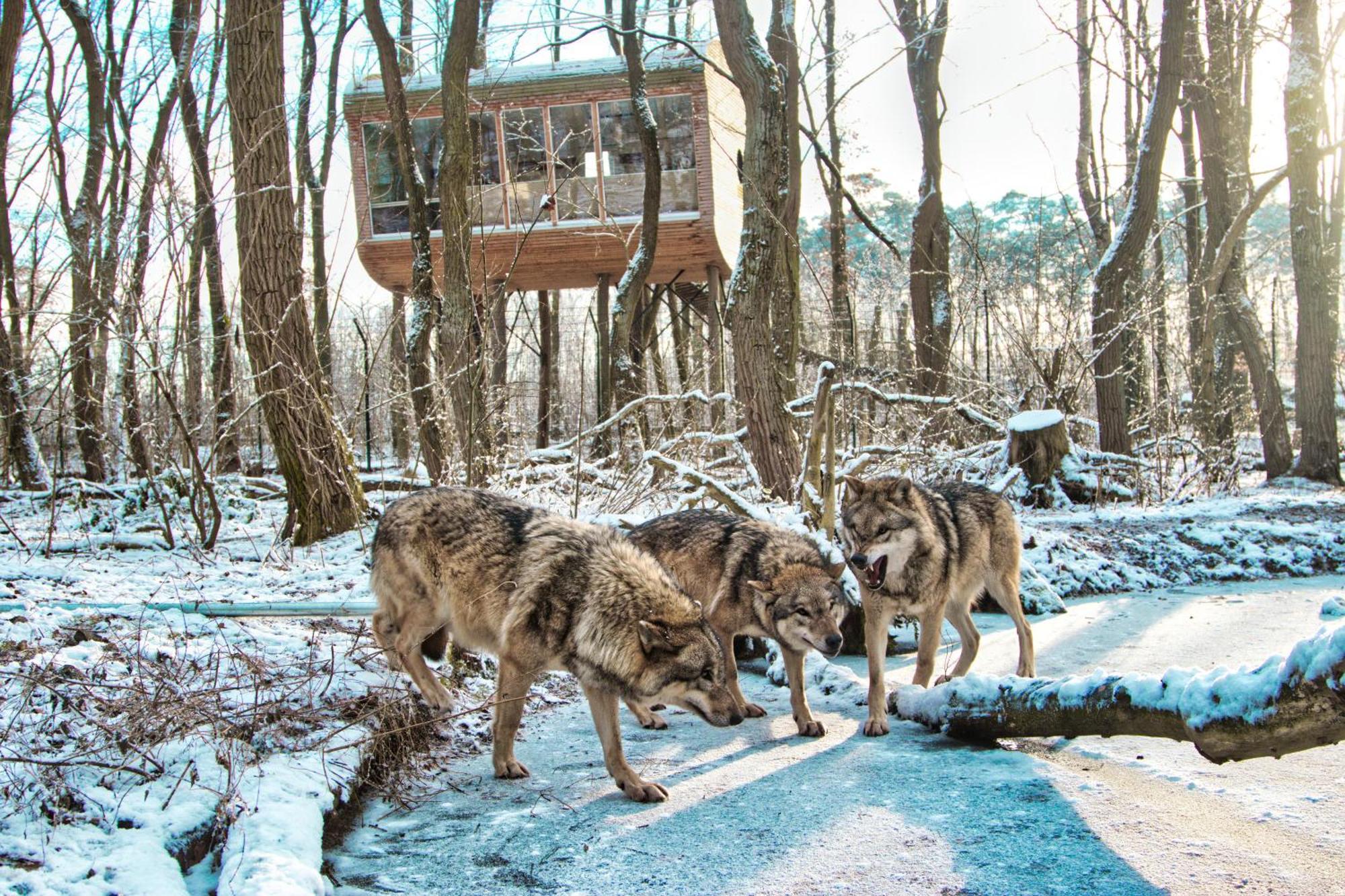 Tree Inn - Das Baumhaushotel Doerverden Экстерьер фото