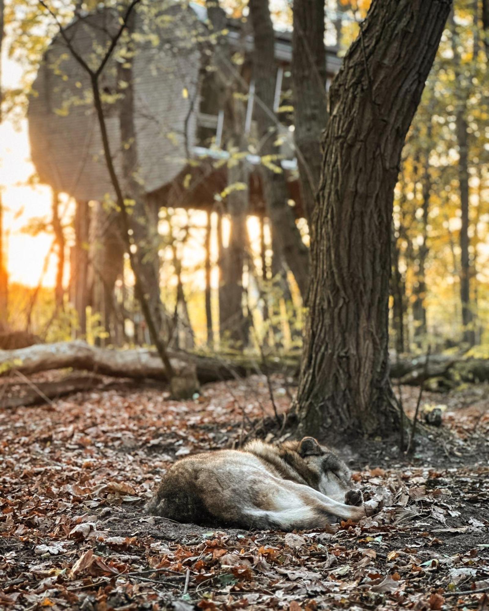 Tree Inn - Das Baumhaushotel Doerverden Экстерьер фото